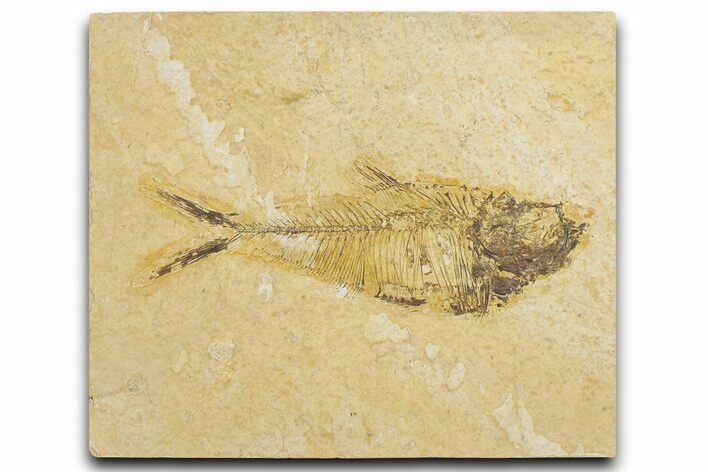 Detailed Fossil Fish (Diplomystus) - Wyoming #354049